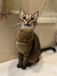 Самир Одоевский