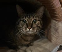 Маша Одоевская