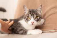 Белочка Веро - Красота! Характер! Личность!