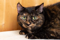 Халли - сладкая специя