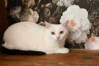 Эззи Вах - Кошка, белая