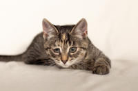 Клеопатра Вах - милая малышка с грустинкой