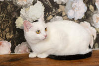 Эззи Вах - Кошка, белая