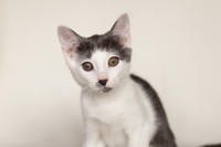 Кронос Вах - милый озорник