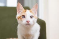 Генри Форд - ласковый целовательный котенок