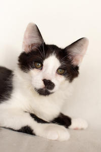 Карат Вах - мохнатый красавчик