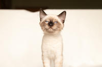 Кирио - Милая сиамочка