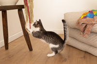 Белочка Веро - Красота! Характер! Личность!