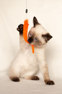 Кирио - Милая сиамочка