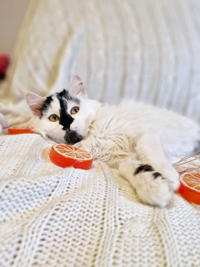 Джастин Дачный