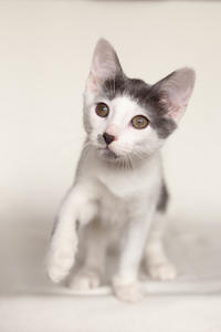 Кронос Вах - милый озорник