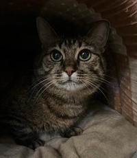 Маша Одоевская