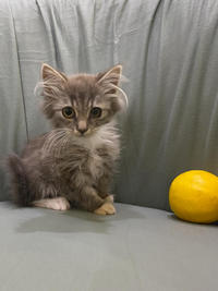 Грейсон - просто красавчик