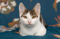 Арбузик полосатый - любовь в полоску!