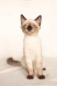 Кирио - Милая сиамочка