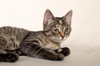 Клеопатра Вах - милая малышка с грустинкой