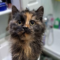     Саманта Дачная