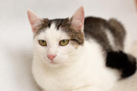 Малышка Вах - кошка