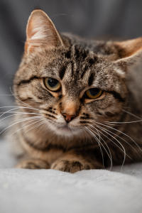 Мурчёна Глинки