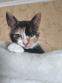 Сладкая Ириска - нежное ласковое дитя