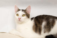 Малышка Вах - кошка