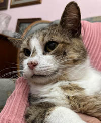 Темка Минчаков