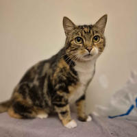     Жасмин Трехцветная