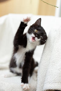 Барби Шугаевская