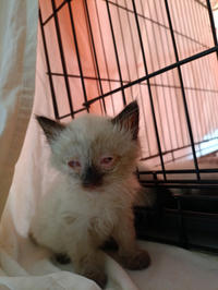 Кирио - Милая сиамочка