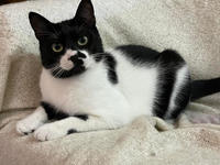 Бэтман Тимошенко