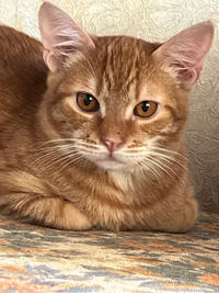 Оливер Бельский