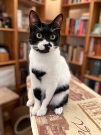 Бэтман Тимошенко