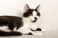 Карат Вах - мохнатый красавчик