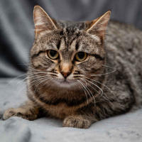 Мурчёна Глинки