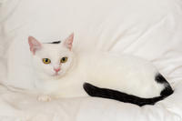 Эззи Вах - Кошка, белая