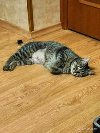 Мурчёна Глинки