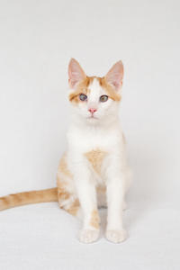 Генри Форд - ласковый целовательный котенок