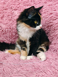 Мусся - кошка для человека