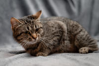 Мурчёна Глинки