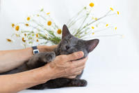 Катрин Притыцкая