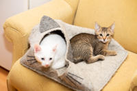 Томми Якубова [iva040584 - решение правления от 21 03 2024] - Славный пупс