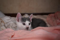 Кронос Вах - милый озорник