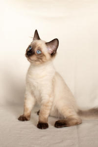 Кирио - Милая сиамочка