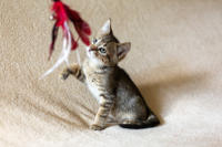 Томми Якубова [iva040584 - решение правления от 21 03 2024] - Славный пупс