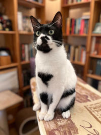 Бэтман Тимошенко