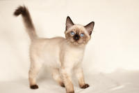 Кирио - Милая сиамочка