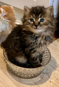 Сью Кудряшка