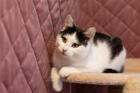 Капитоша Мельникайте