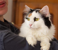 Чара Вах - Кошка, белая