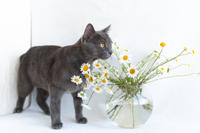 Катрин Притыцкая